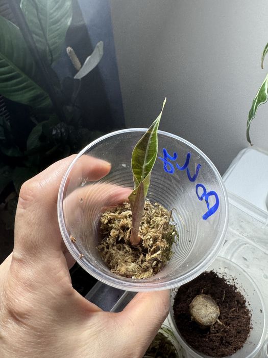 Детки алоказии полли,локо