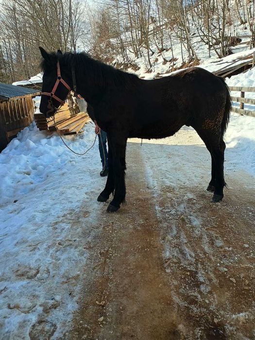 Vând mânz negru cuminte