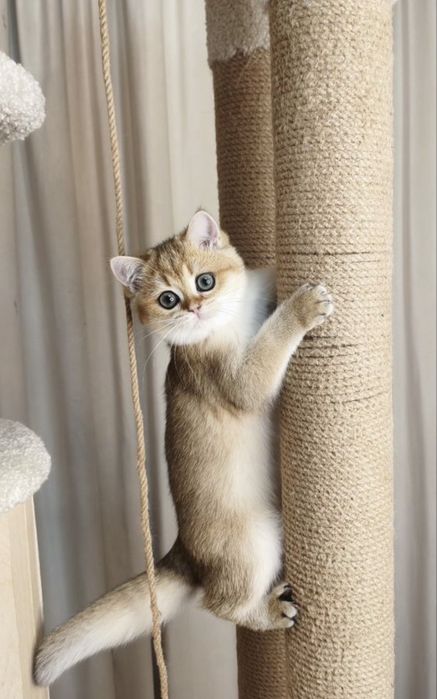 Элитные котята из питомника