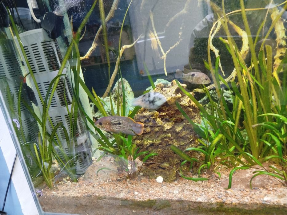 Акары бирюзовые 7-8 см