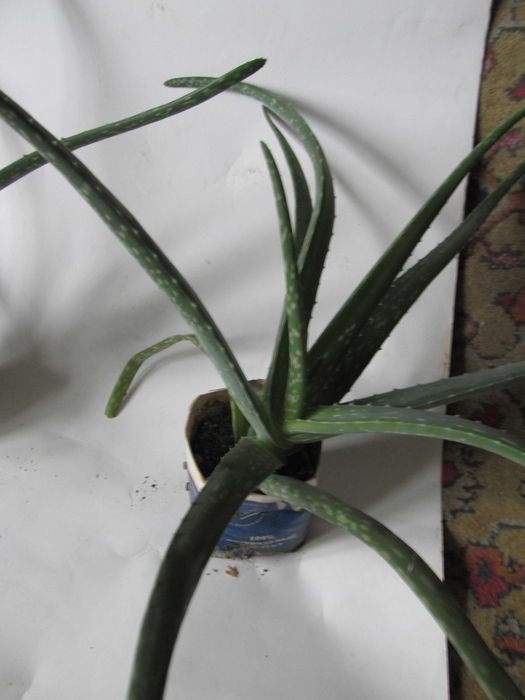 Алоэ лечебный 4-x летний