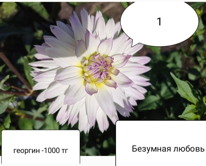 Георгины пророщенные в наличии.