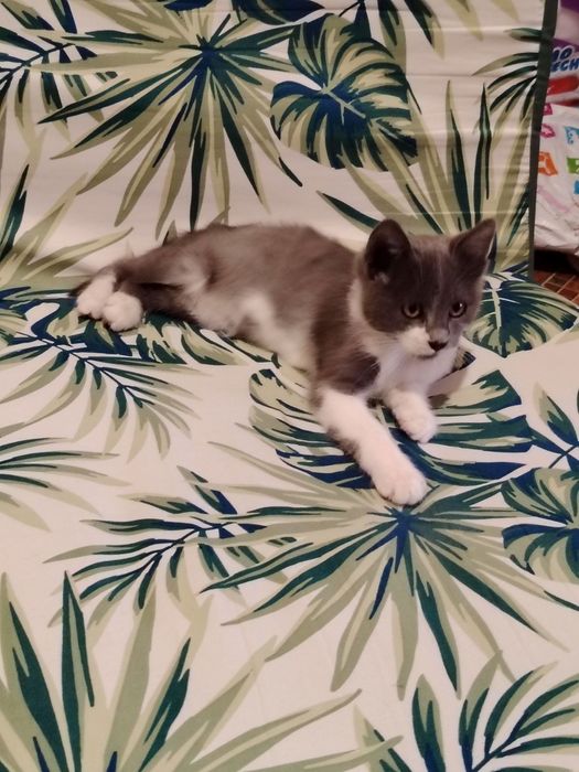 Полупородисто, мъжко котенце