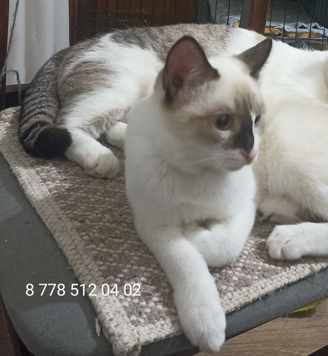Кошечка ,4 мес.в добрые руки