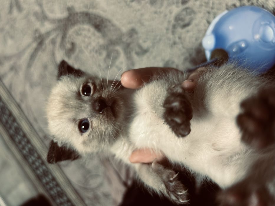 Котята  вислоухие
