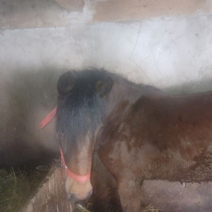 Vând mânza,,   ,,,