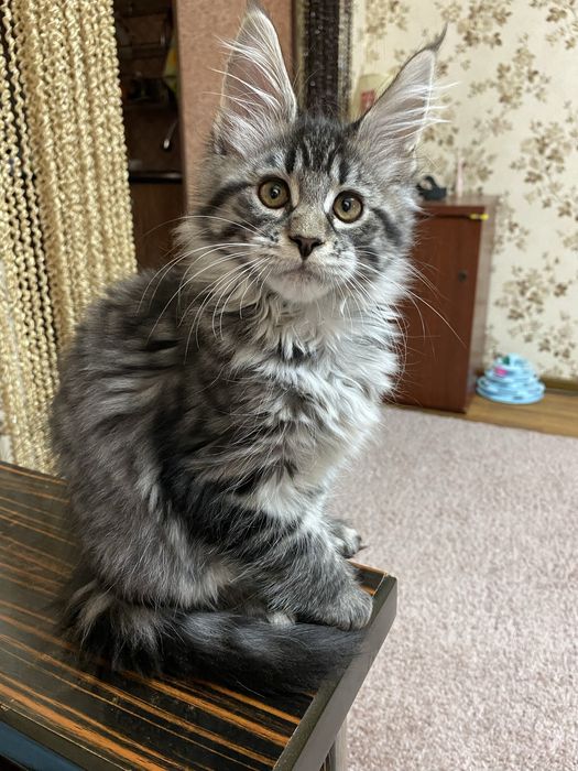 Мейн куны мальчики и девочки