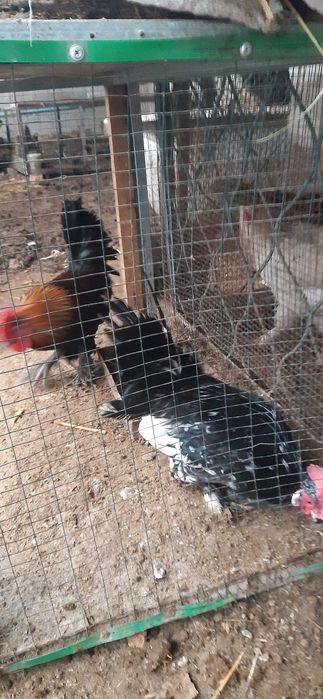 Brama,yapon xo'roz va tovuqlar