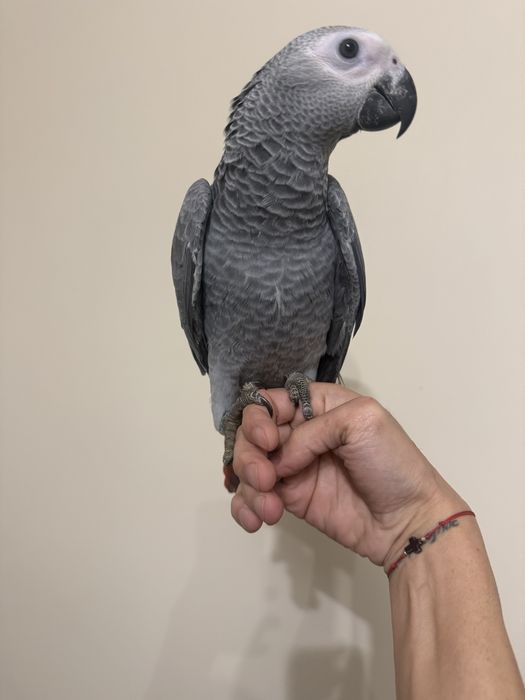 Ръчно хранен папагал Жако