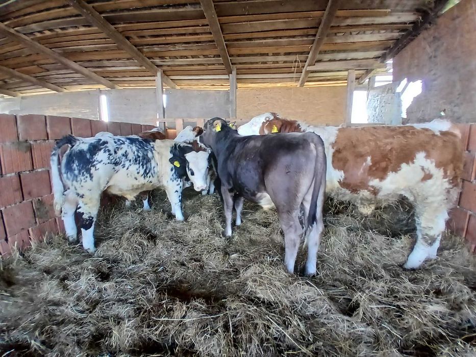 Vand vitei masculi media 310-320