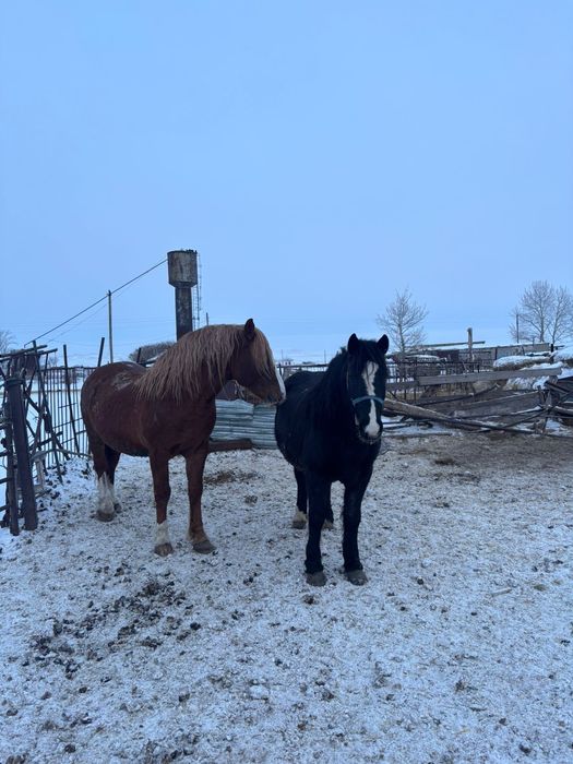 Продам мерина 5 лет и жеребца 7 лет.