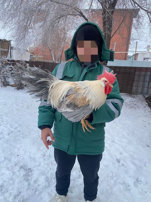 Леггорн Изабелла инкубационный жумыртка яйцо