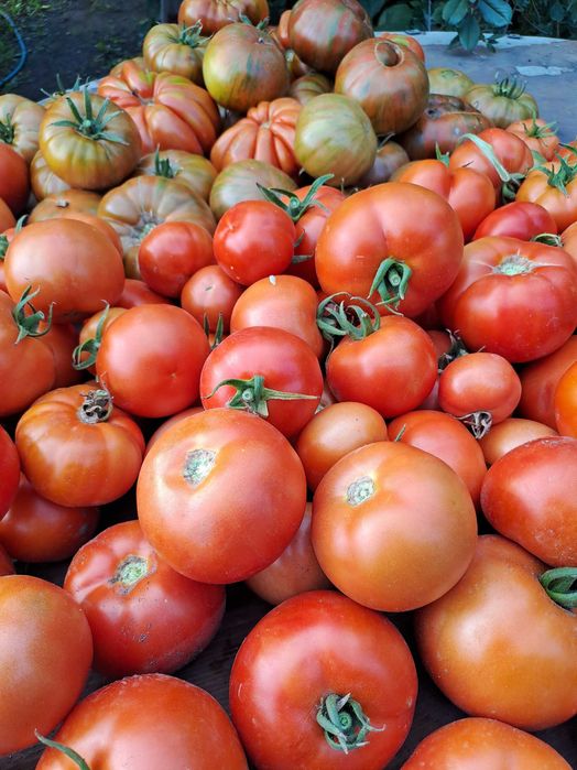 Продам дачные помидоры.