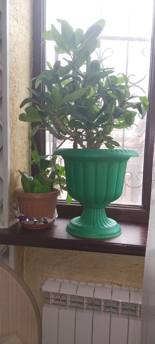 Разные виды цветов