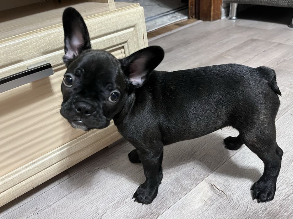Продам Французский бульдог девочка