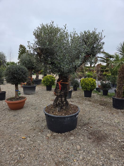 Vindem Mesteacan Alb 3-6 m