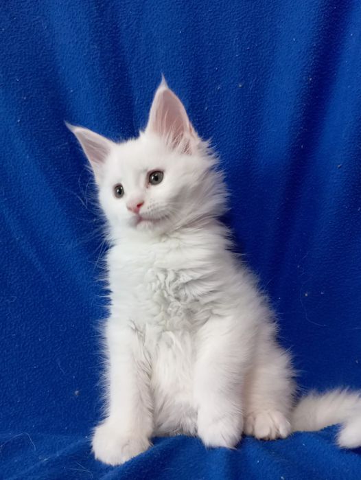 Котята породы Мейн Кун