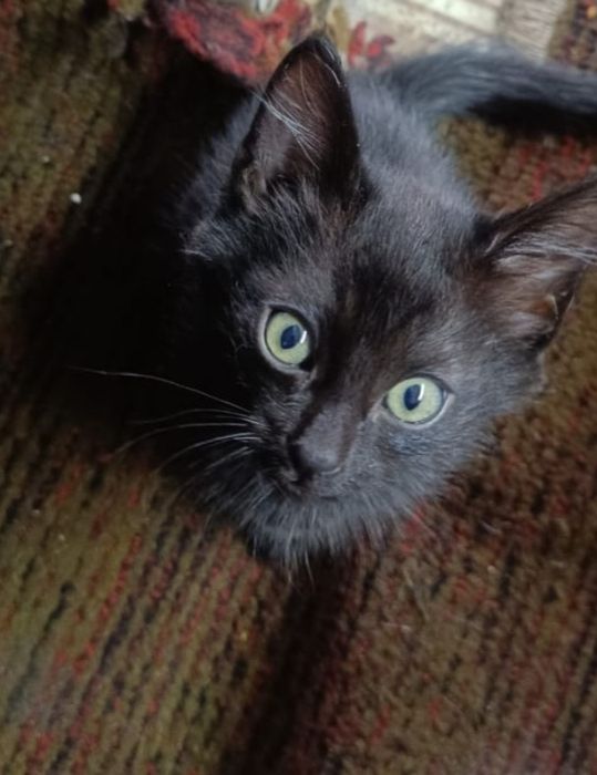 Котята  мальчики 2 месяца