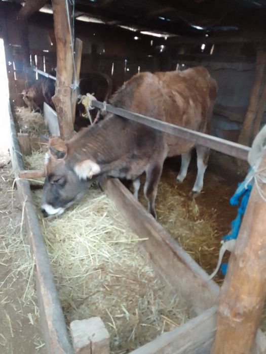 Продам корову 4 года