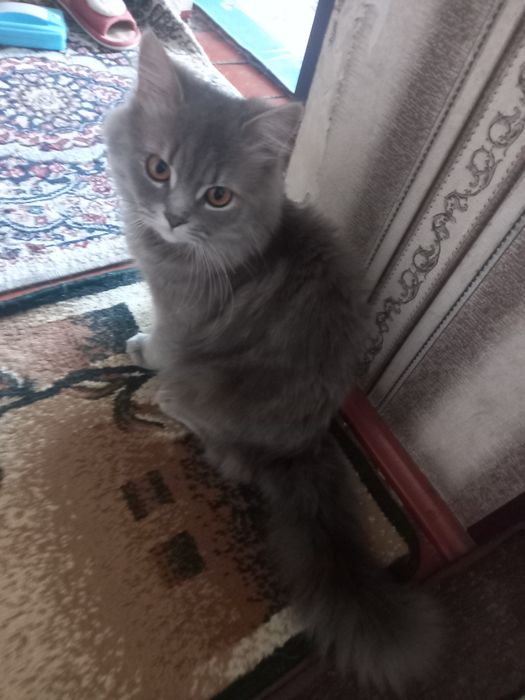 Pushok siri mushuk zotli