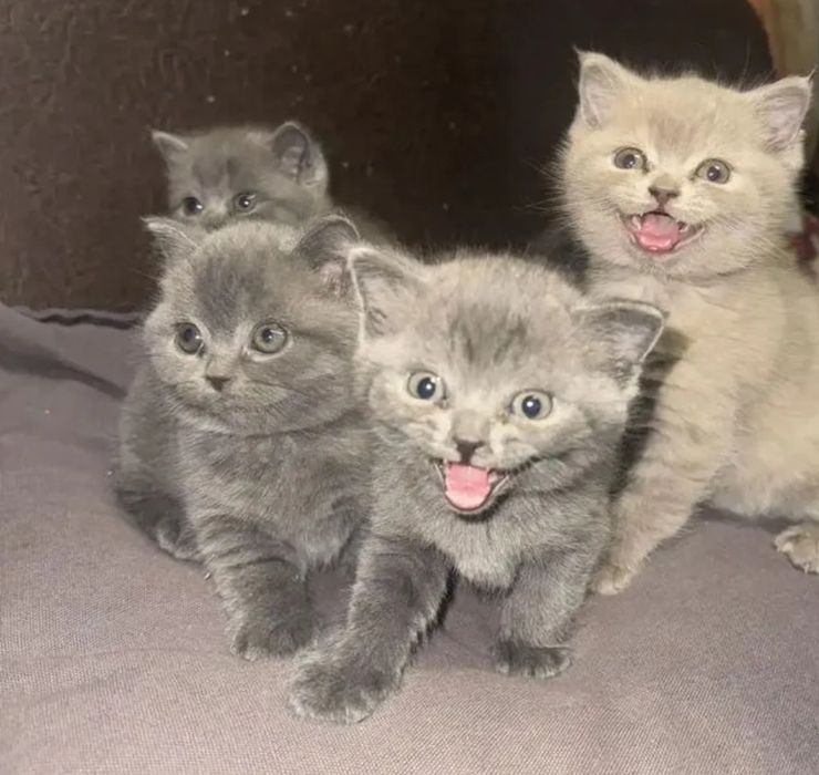 Котята мальчики и девочки 1.5 мес  британские