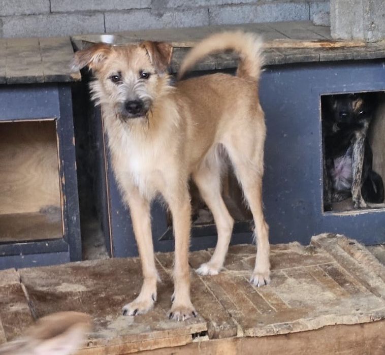 Молодой мальчик Дин, 11 мес., ищет дом