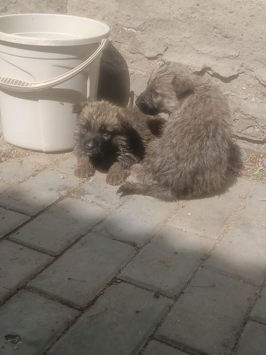Щенки немецкой овчарки