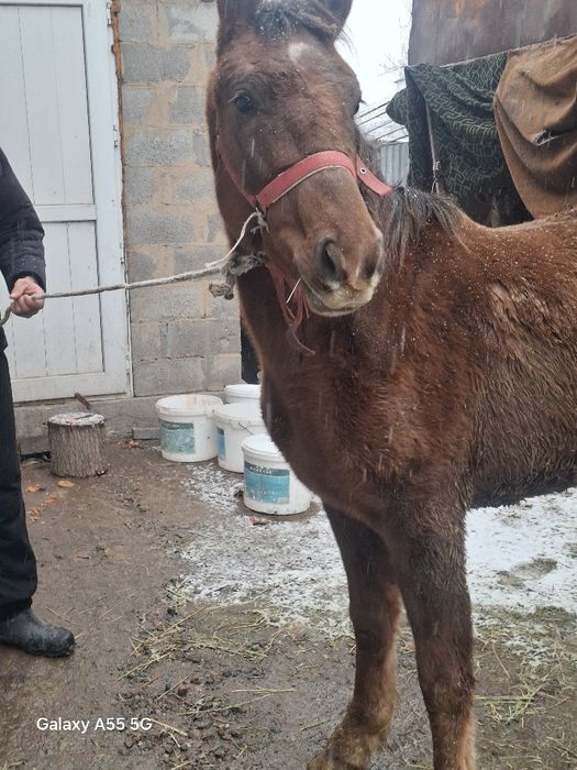 Конья полукровка