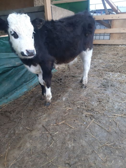 Продам теленка бычка