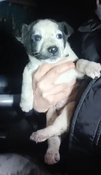 Щенки метисы отдам бесплатно