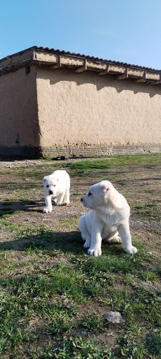 АЛАБАЙ Тозалариндан