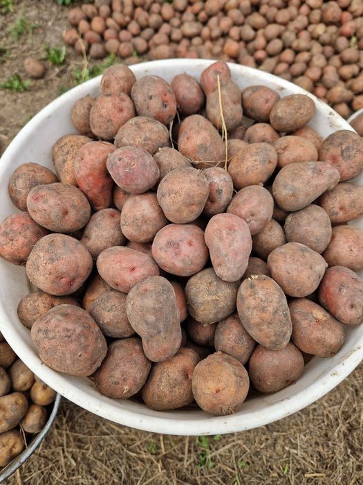 Семенной картофель