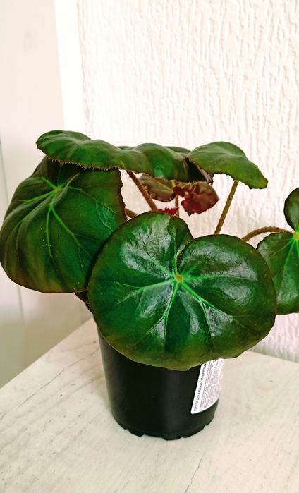 Комнатные цветый разные 1000