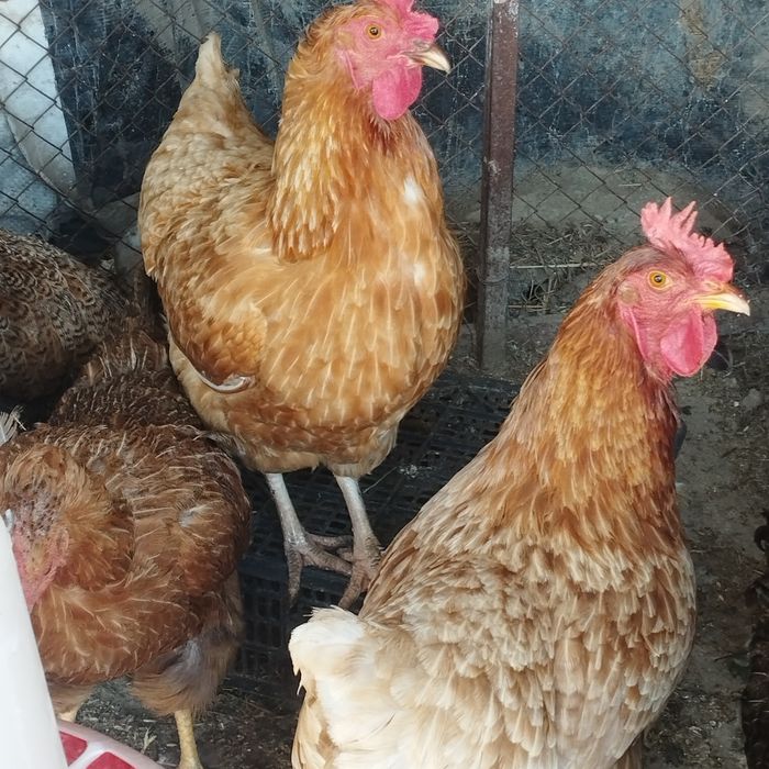 Продам куры домашние