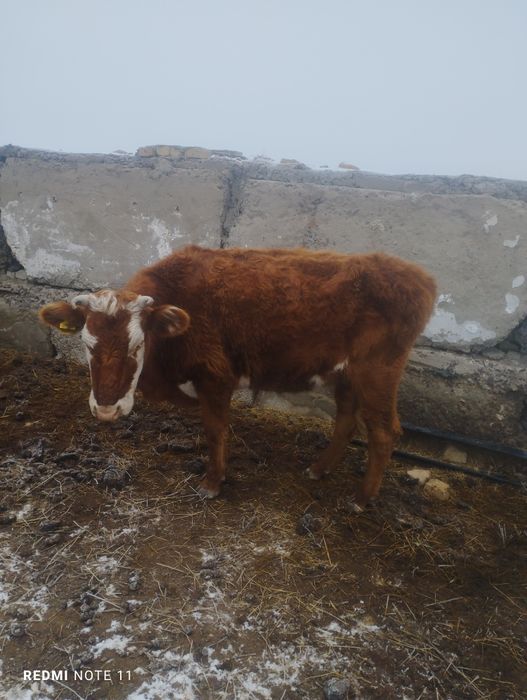 Коровы молочного  направления