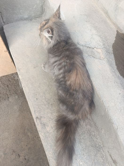 Mushuk sotiladi turk angoʻra