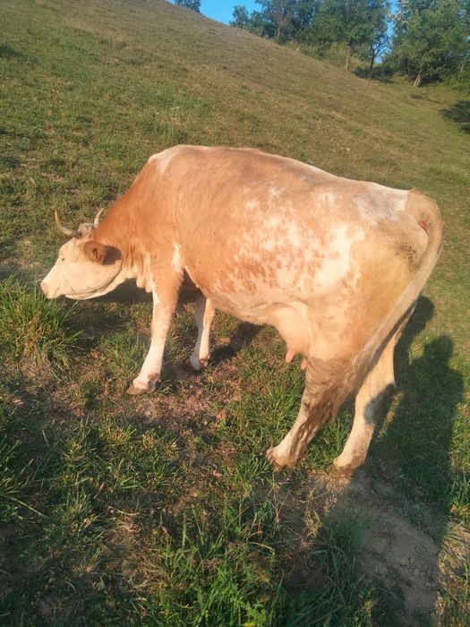 Vând vaca bălțata românească