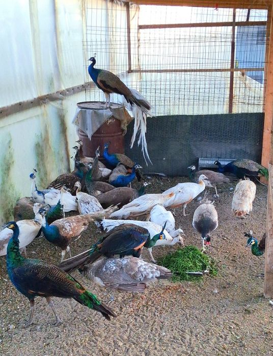 Pauni mai multe varietăți de culoare  !