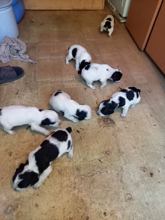 Щенки русский спаниэль