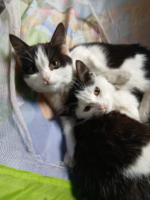 Бесплатно  котята