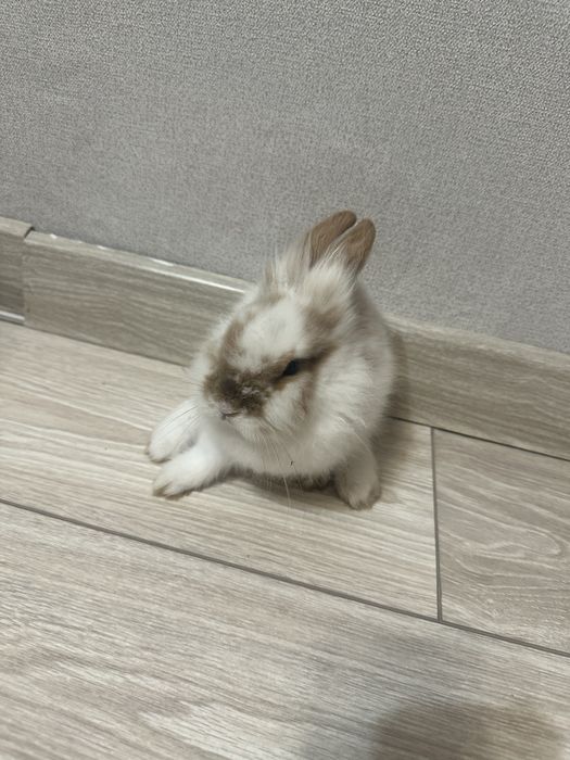 кролик декоративный