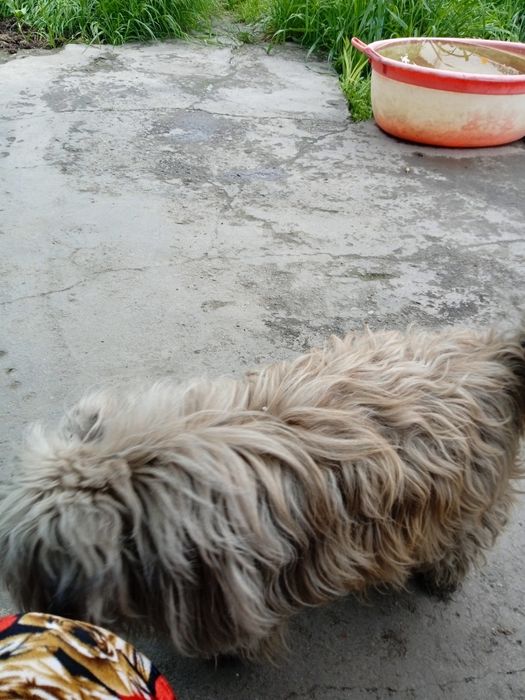 Кучуг сотилади пародаси Балонка