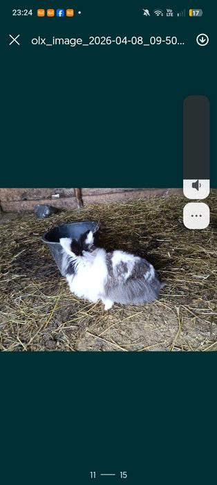 Vând epuri.cap de leu