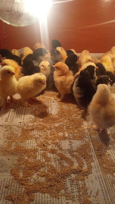 Брамы суточные, месячные