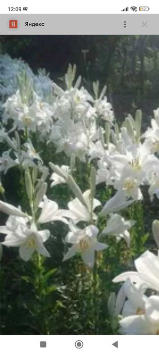 Продается луковицы Лилии Белоснежка