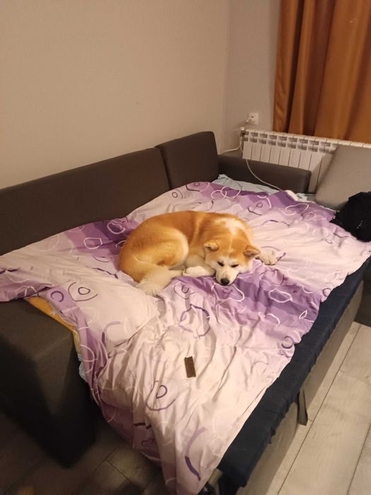 "Хотел" за кучета/гледач/