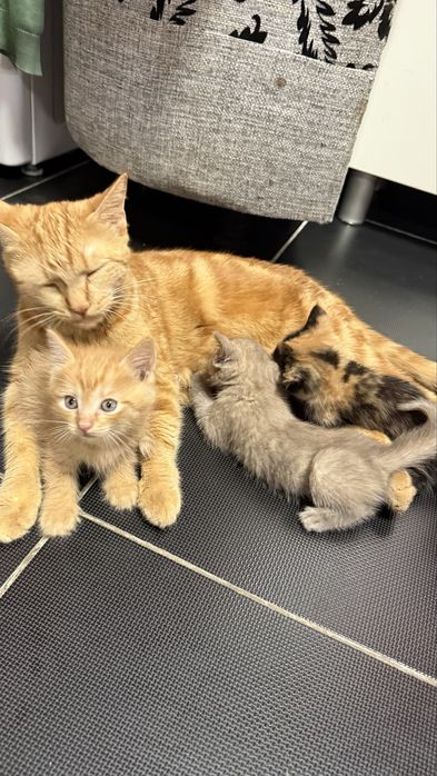 Отдам котят 1,5 месяца, мальчик и девочки