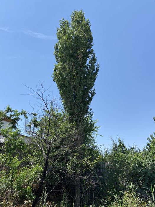 Дрова, отын срочно