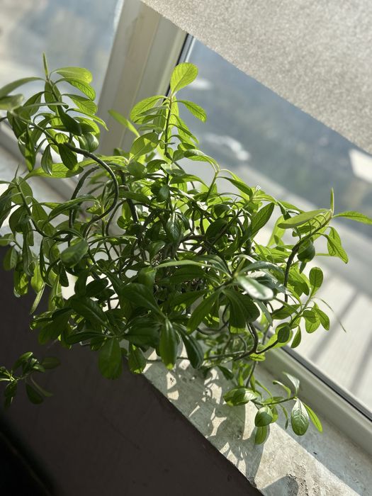 Красивве цветы для дома и офиса