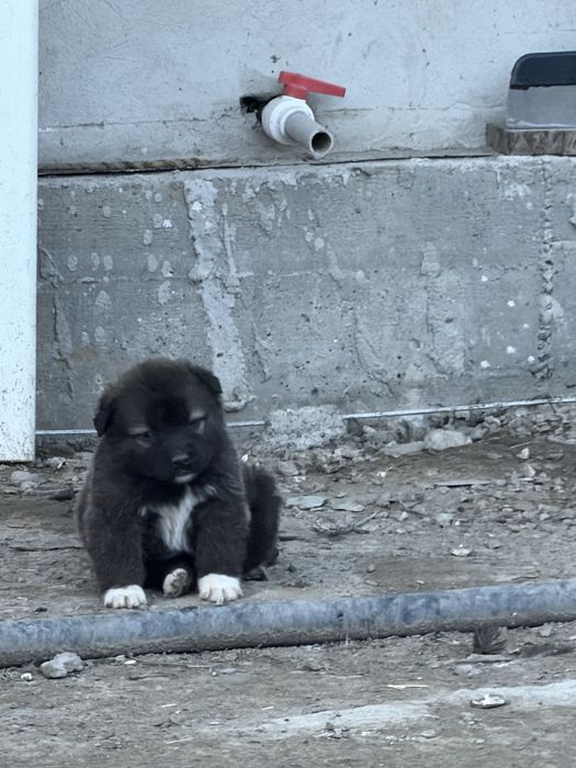 Продам алабаев две девочки